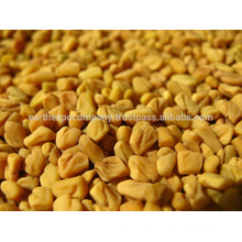 SORTEX CLEAN FENUGREEK SEEDS INDIA